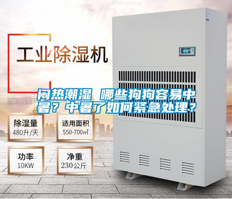 悶熱潮濕 哪些狗狗容易中暑？中暑了如何緊急處理？